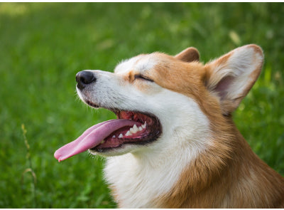 The Best Way to Keep Dog's Teeth and Gums Healthy