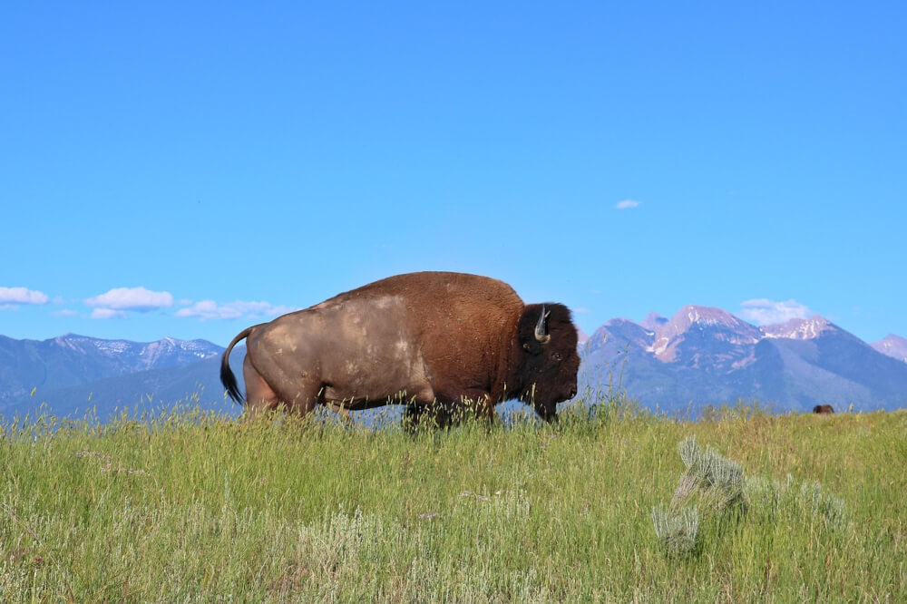 bison-in-field-image-with-text-bison-vs-beef-dog-treats-and-chews