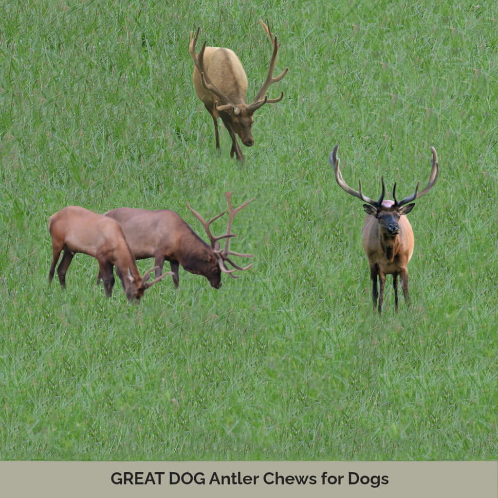 Antler Chews GREAT DOG CO